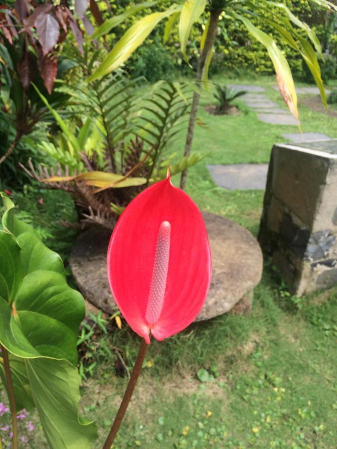Roca Saudade Guest House Trindade ภายนอก รูปภาพ